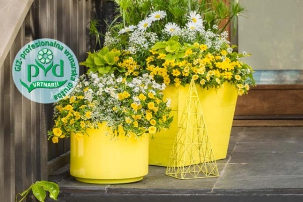 Papirjevec ali ciperus je strukturna rastlina te sezone, v kombinaciji z milijon zvončki, sunsatijo, drobnocvetnim mlečkom, grobelnikom, sladkim krompirjev, bidensom in belo marjetko- Leucanthemum.