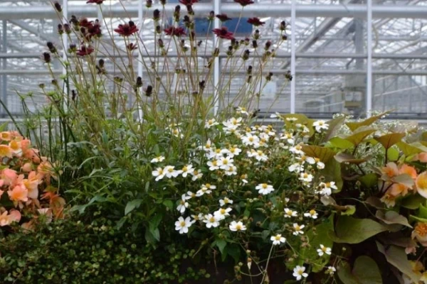 Begonija 'Tropical Sunset' za polsenčne lege, papirjevec ali ciperus, čokoladna kozmeja, mulenbekija, beli bidens, sladki krompir 'Dijon'