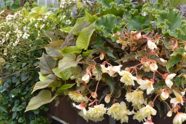 Begonija 'Double Cream', sladki krompir 'Dijon', zelena pijavčnica' Sunbrst', beli bidens, farfugij kot zeleni dodatek-trendovska zasaditev 