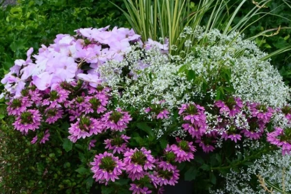 Rožnata skevola, mulenbekija, vodenka sunpatiens, pisanolistna kosmuljka, drobnocvetni mleček