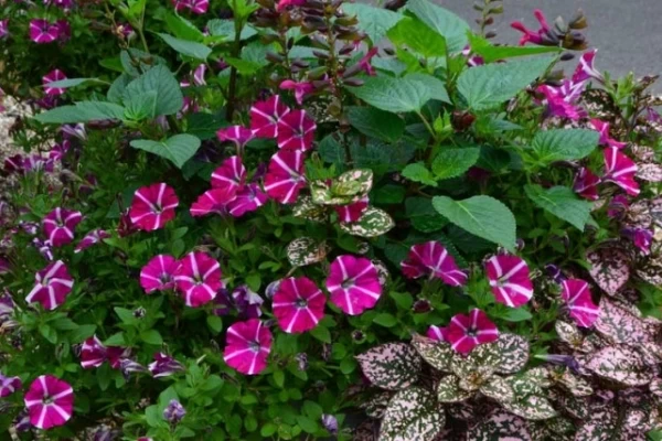 Petunija 'Sangria Star' in rožnato pegasti hipoest-novost v zasaditvah za leto 2019