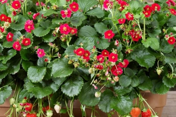 Moderna zasaditev-okrasna, di&scaron;eča in uporabna (zlati origano, vaniljevka, viseča meta, timijan, sivka, smilj, rdečelistna kislica)